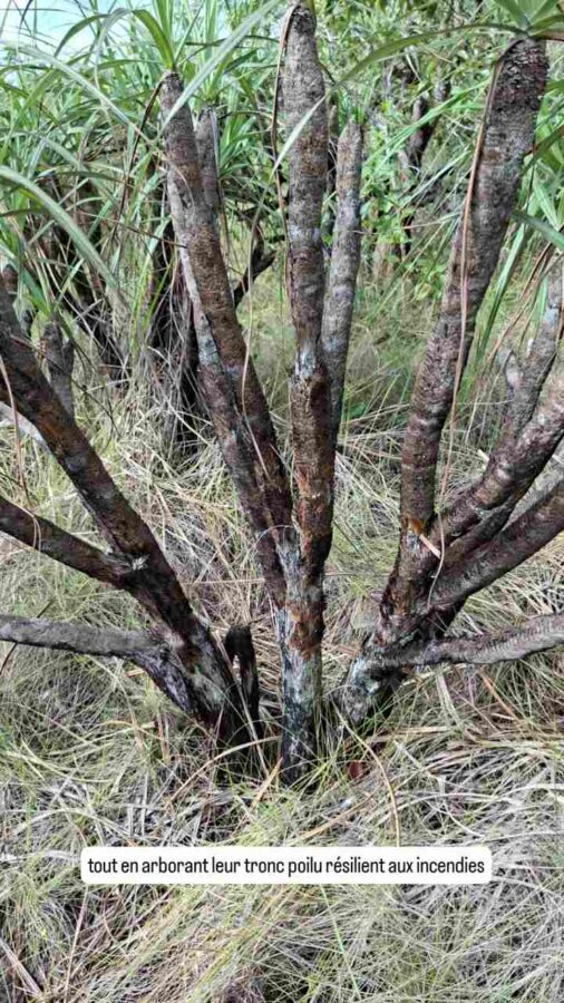 Parc Sierra de la Macarena, Colombie, J3, Vellozia tubiflora