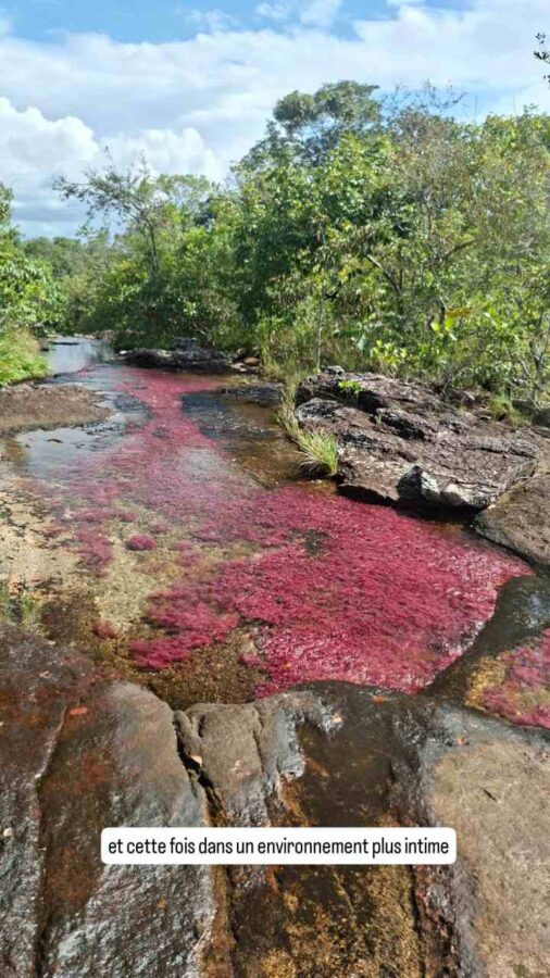 Parc Sierra de la Macarena, Colombie, J3, Macarenia clavigera