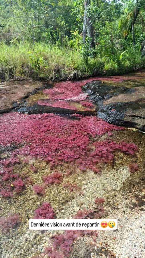 Parc Sierra de la Macarena, Colombie, J3, Macarenia clavigera