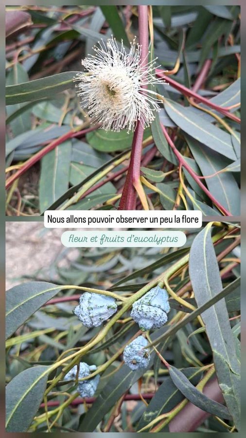 Falaises de Sutatausa, Colombie, eucalyptus