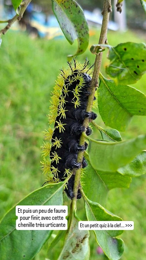 Falaises de Sutatausa, Colombie, chenille
