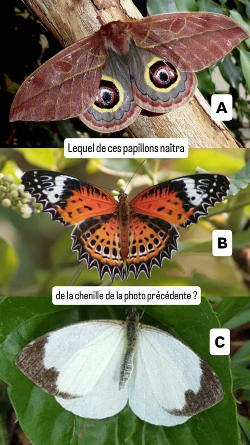 Falaises de Sutatausa, Colombie, papillons au choix