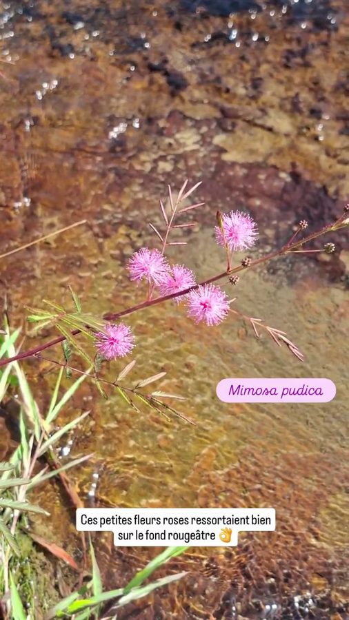 Las Gachas, Guadalupe, Colombie, Mimosa pudica