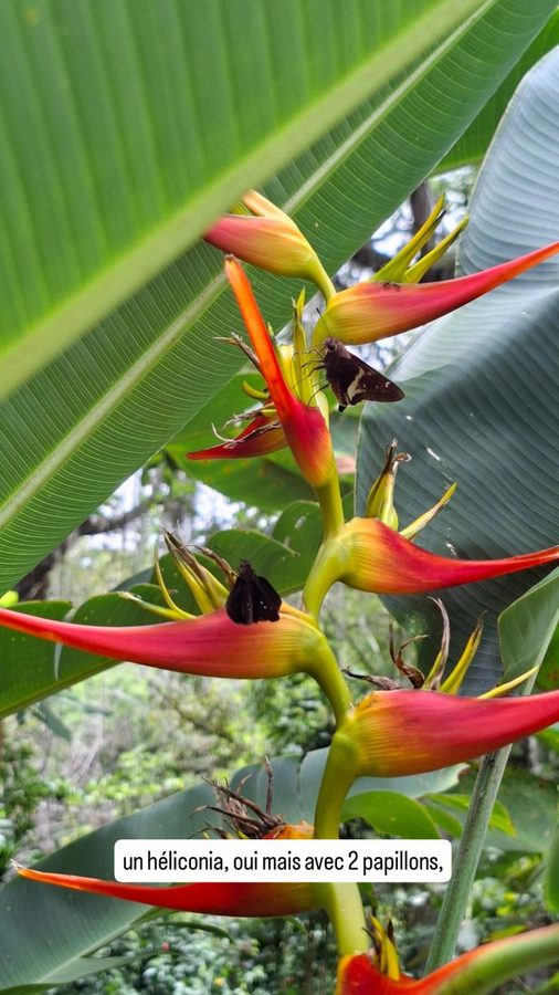 San Gil, Colombie : le Parc du Poulailler
