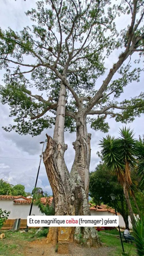 Barichara, Colombie : ceiba fromager