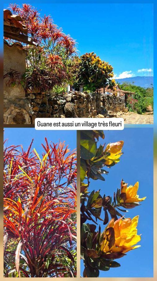 Guane, Colombie, les fleurs