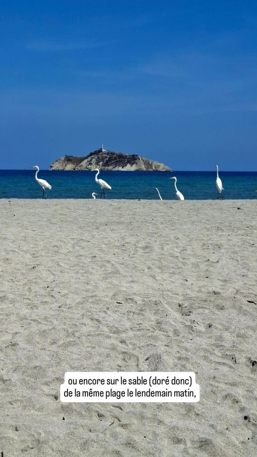 Santa Marta, Colombie : oiseaux sur la plage