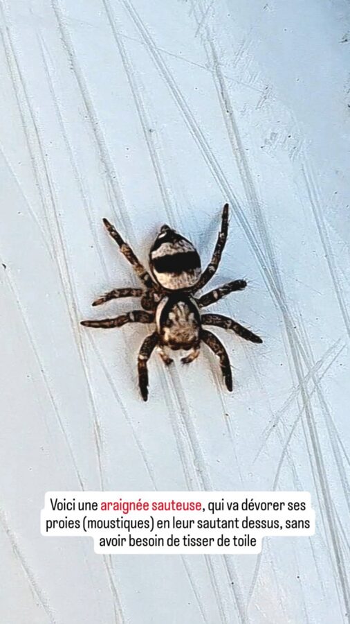 Pozo Azul, Colombie : araignée sauteuse