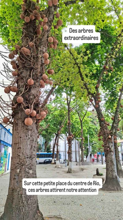 Couroupita guianensis : l'arbre à boulets de canon (Rio, Brésil)