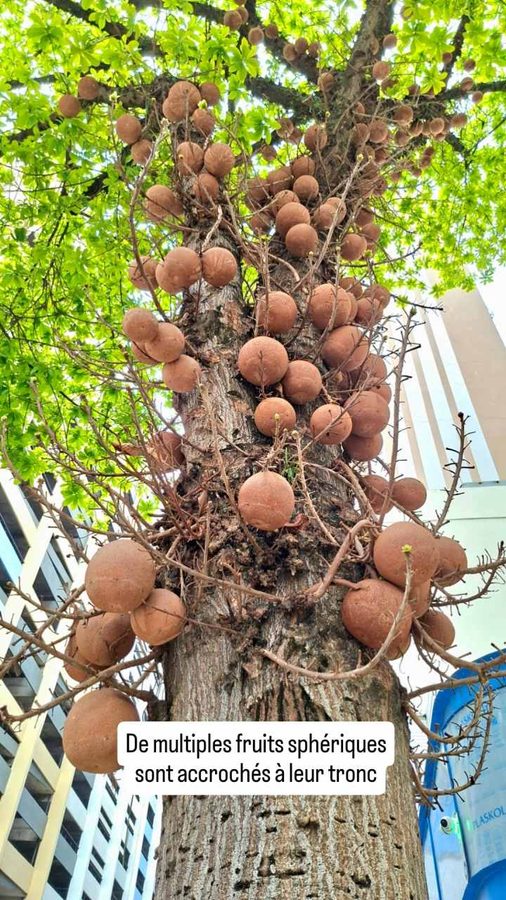Couroupita guianensis : l'arbre à boulets de canon (Rio, Brésil)