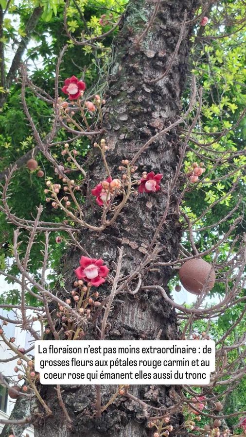 Couroupita guianensis : l'arbre à boulets de canon (Rio, Brésil)