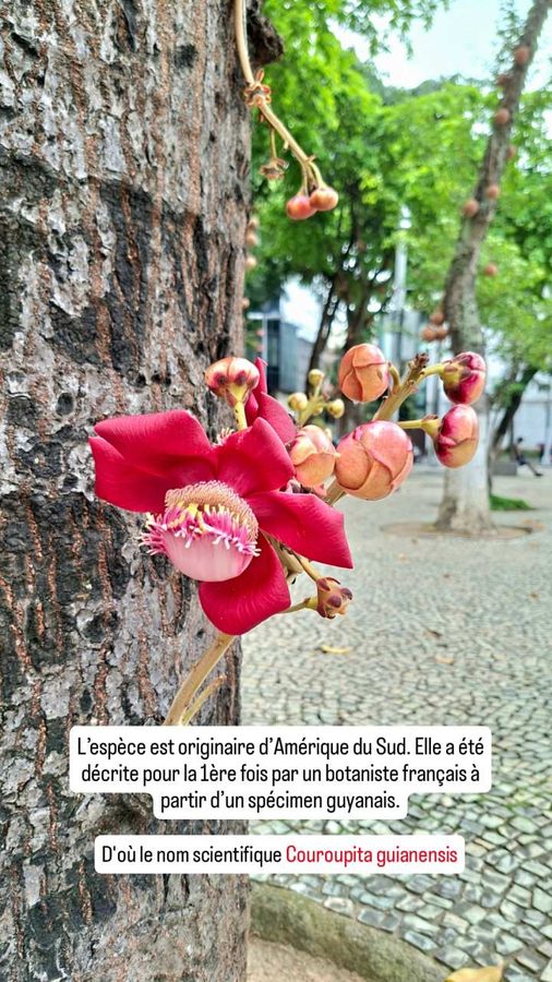 Couroupita guianensis : l'arbre à boulets de canon (Rio, Brésil)