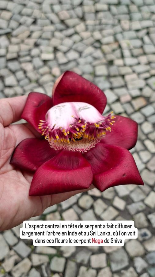 Couroupita guianensis : l'arbre à boulets de canon (Rio, Brésil)