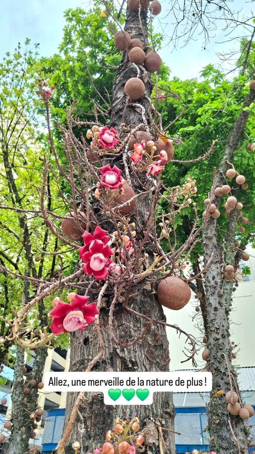 Couroupita guianensis : l'arbre à boulets de canon (Rio, Brésil)
