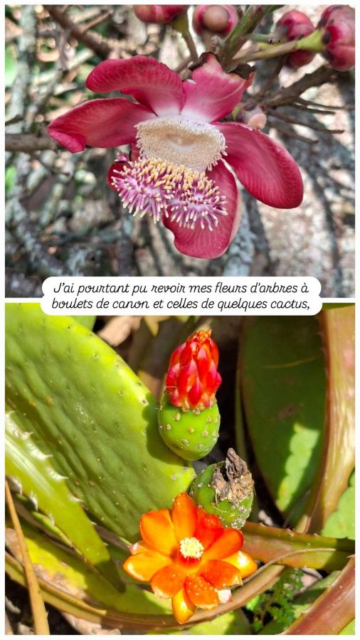 Jardin Botanique, Rio de Janeiro, Brésil