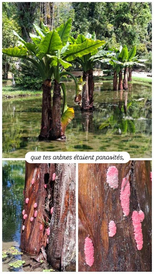 Jardin Botanique, Rio de Janeiro, Brésil