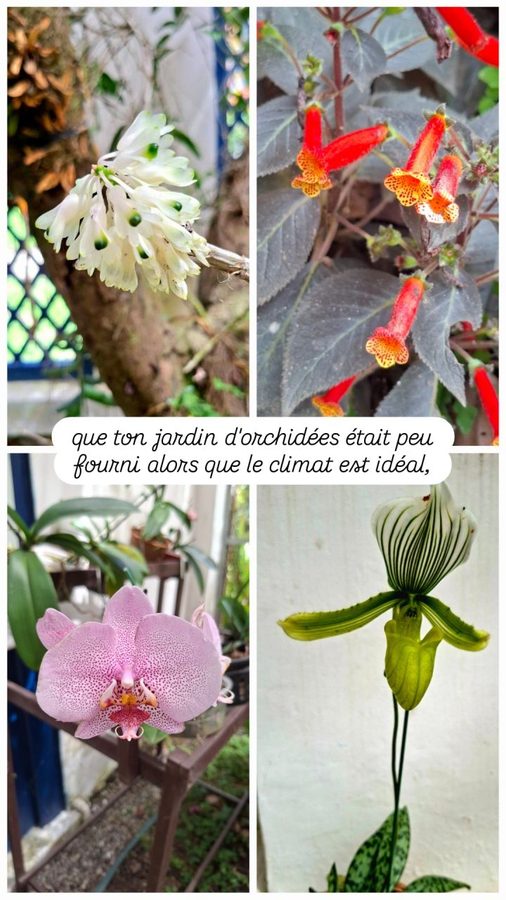 Jardin Botanique, Rio de Janeiro, Brésil