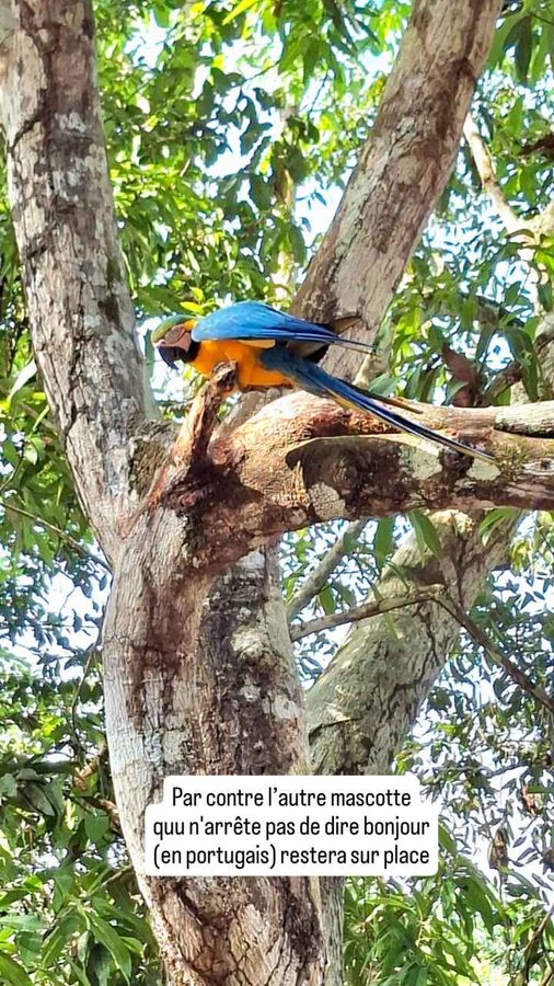 Amazon Tupana Lodge, Brésil : apprentissage de la forêt