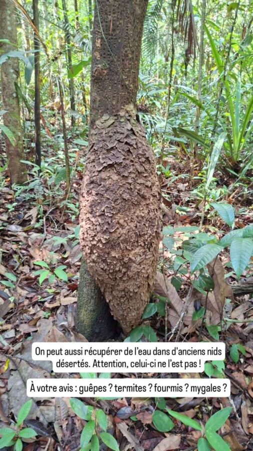 Amazon Tupana Lodge, Brésil : apprentissage de la forêt