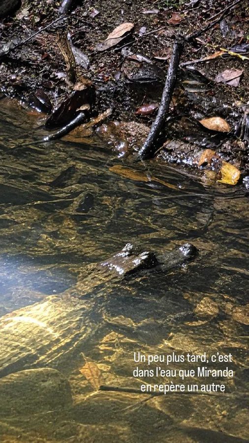 Amazon Tupana Lodge, Brésil : la nuit des caïmans