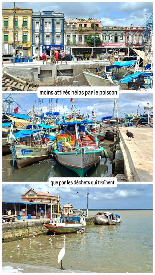 Ambiance port de pêche à Belém