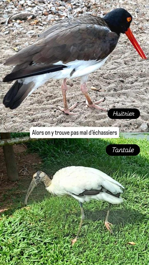 Huitrier et tantale, mangrove aux hérons, parc zoo-botanique de Belém, Brésil