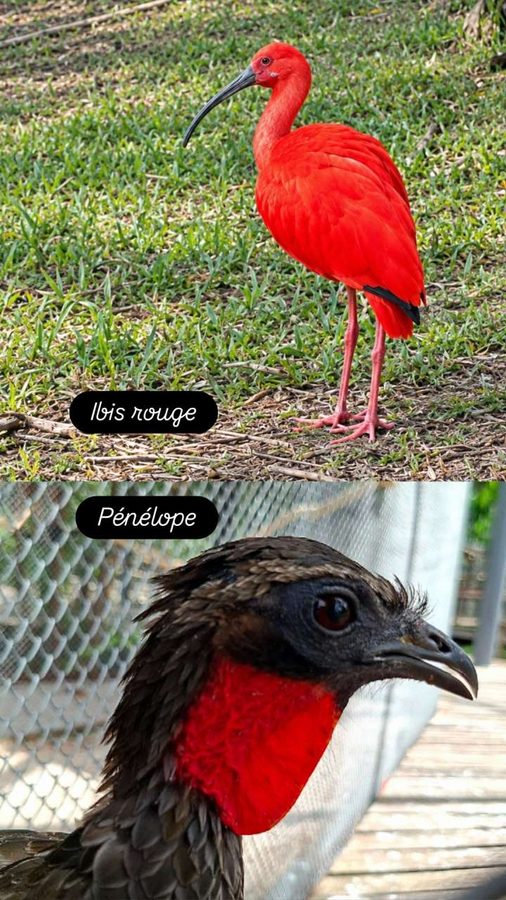 Ibis rouge et pénélope, mangrove aux hérons, parc zoo-botanique de Belém, Brésil