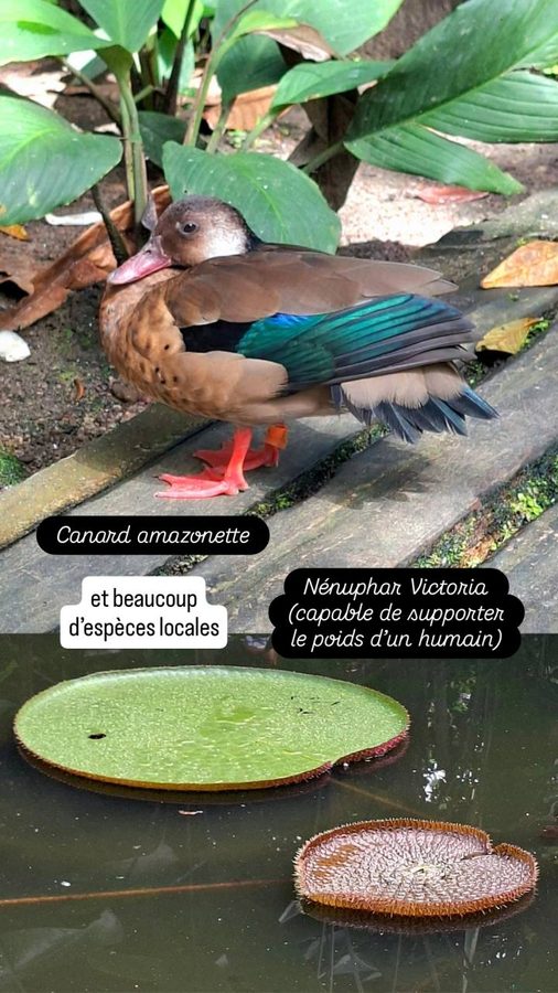 Canard amazonette et nénuphar Victoria, mangrove aux hérons, parc zoo-botanique de Belém, Brésil