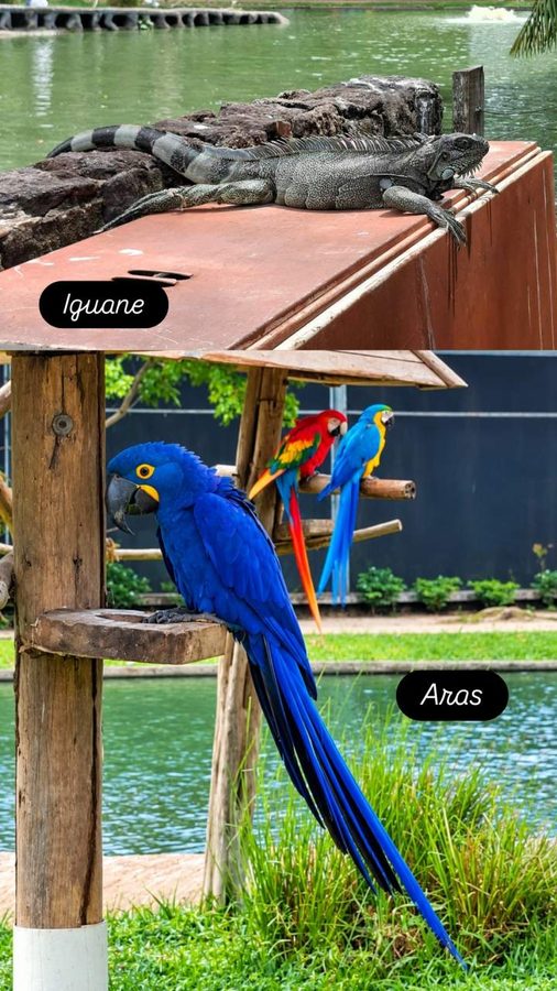 La mangrove aux hérons, parc zoo-botanique de Belém, Brésil